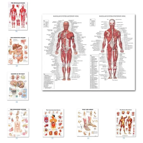 Muscular System Posters Silk Cloth Anatomy Chart Human Body School Medical Science Educational Supplies Home Decoration