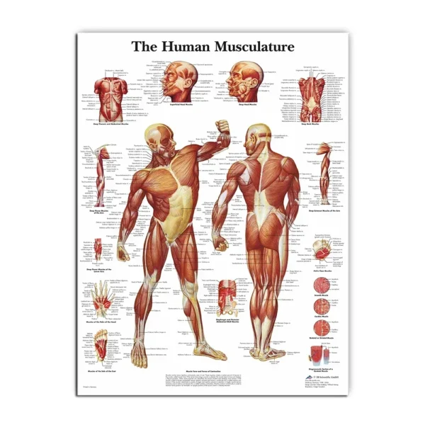 Muscular System Posters Silk Cloth Anatomy Chart Human Body School Medical Science Educational Supplies Home Decoration - Image 3