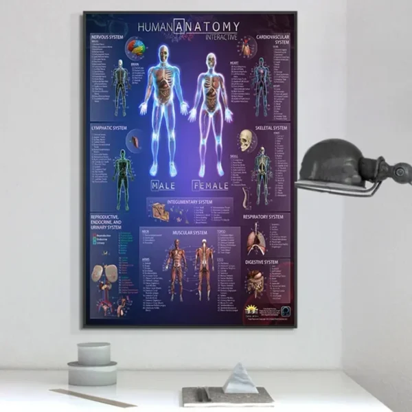 Muscular System Posters Silk Cloth Anatomy Chart Human Body School Medical Science Educational Supplies Home Decoration - Image 4