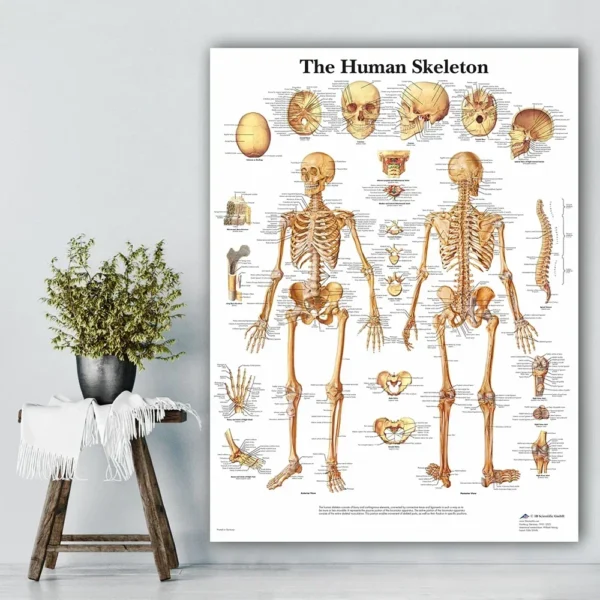 Muscular System Posters Silk Cloth Anatomy Chart Human Body School Medical Science Educational Supplies Home Decoration - Image 2